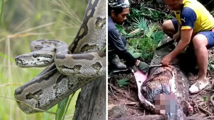 python eats women