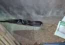 Snake Found In Tohana