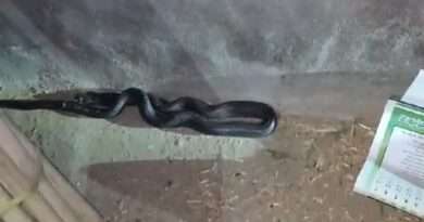 Snake Found In Tohana