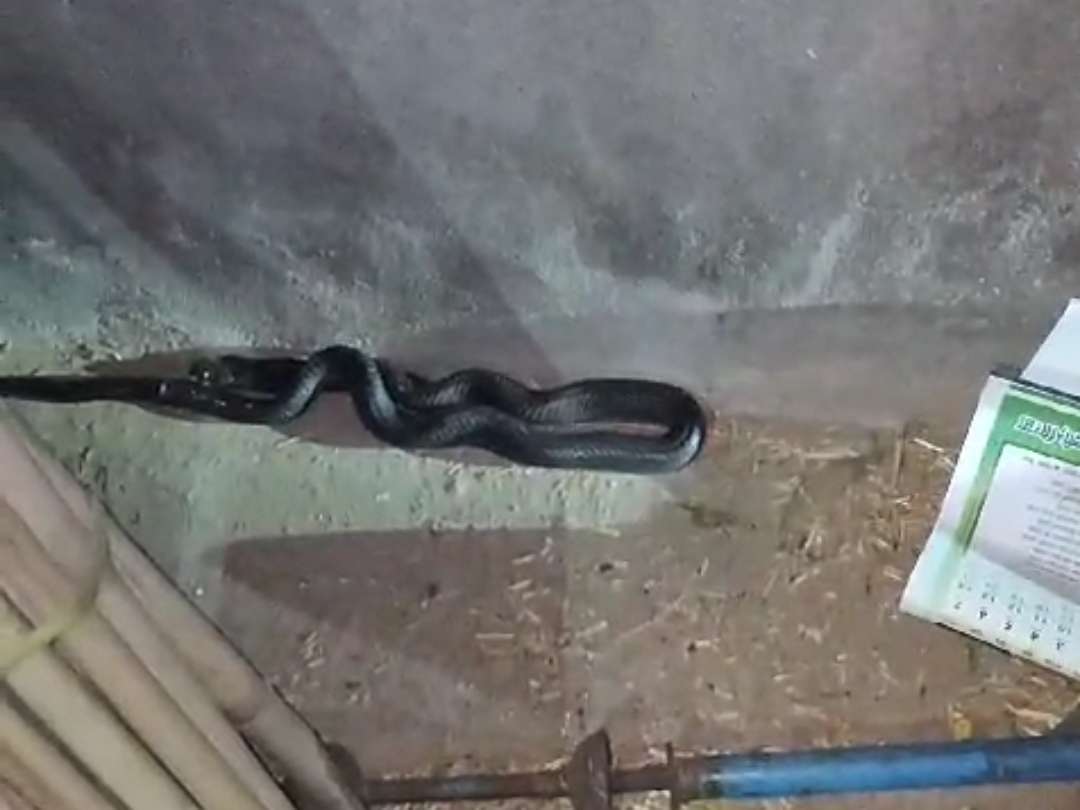 Snake Found In Tohana