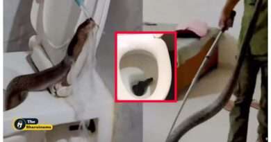 Cobra In Toilet viral video