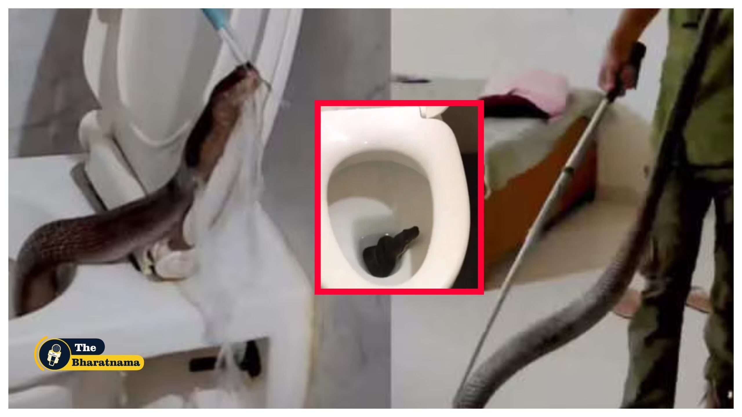 Cobra In Toilet viral video