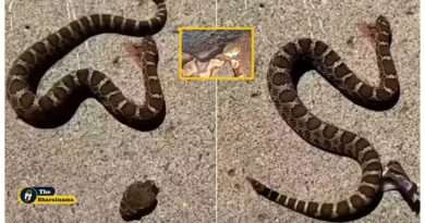 Decapitated Head of Snake Bites its Own Body