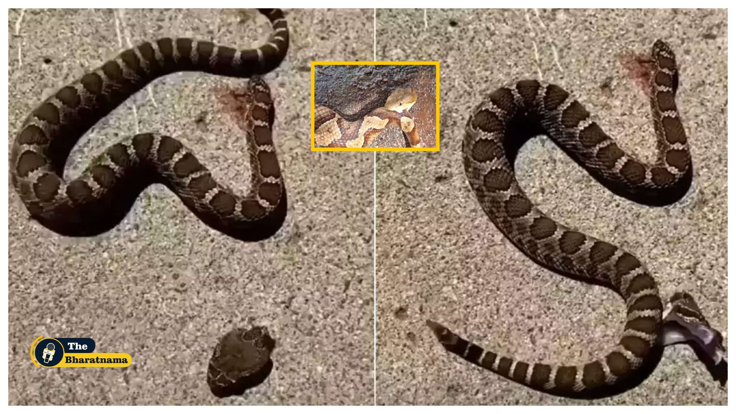 Decapitated Head of Snake Bites its Own Body