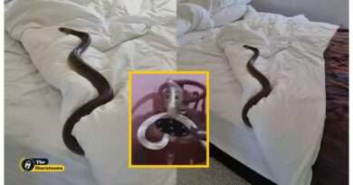 cobra in bedroom viral video