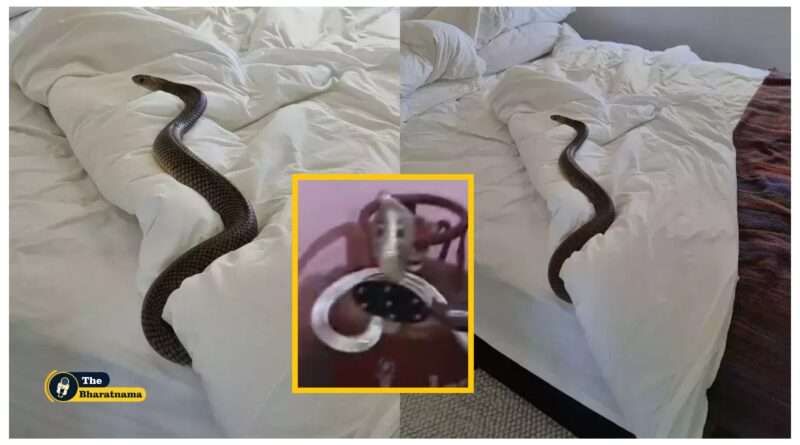 cobra in bedroom viral video