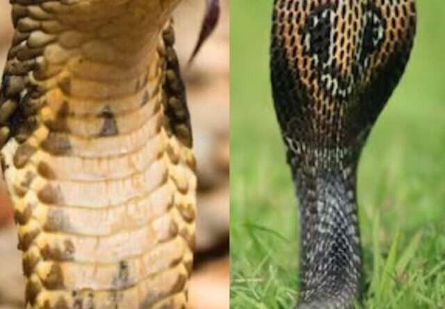 Indian Cobra vs King Cobra