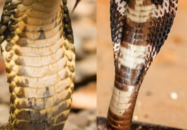 King Cobra Facts