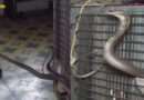 King Cobra Snake Video