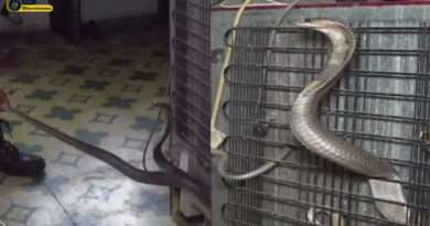 King Cobra Snake Video