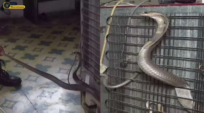 King Cobra Snake Video