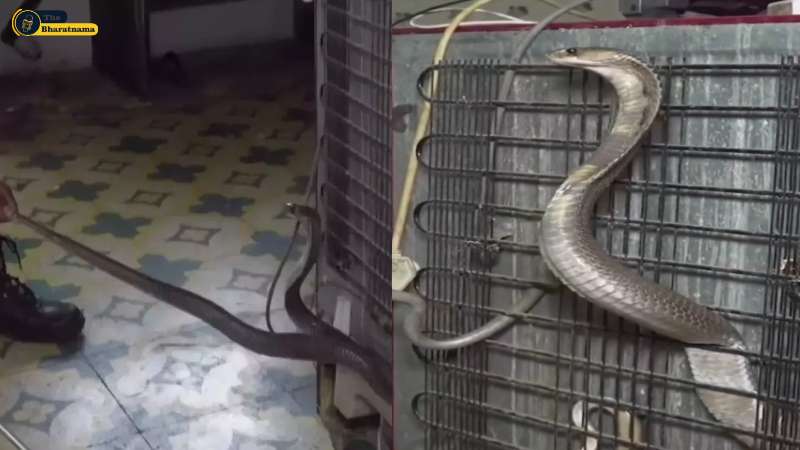 King Cobra Snake Video