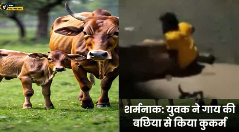 Mathura man rape cow calf