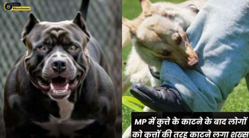 MP Dog Attack viral news