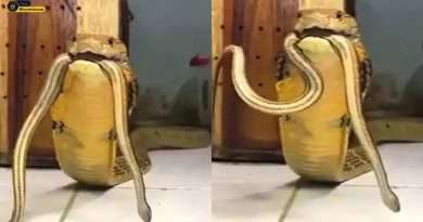 Snake Video Viral