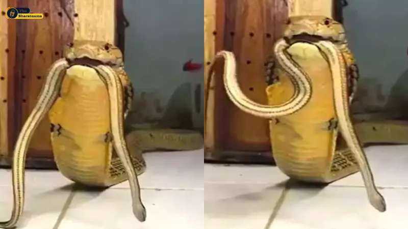 Snake Video Viral