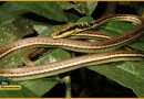 Bronze Back Tree Snake