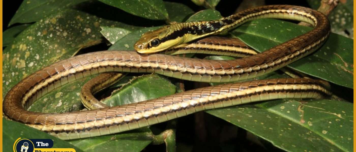 Bronze Back Tree Snake