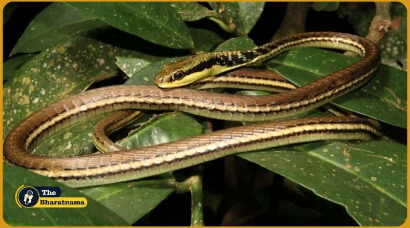 Bronze Back Tree Snake