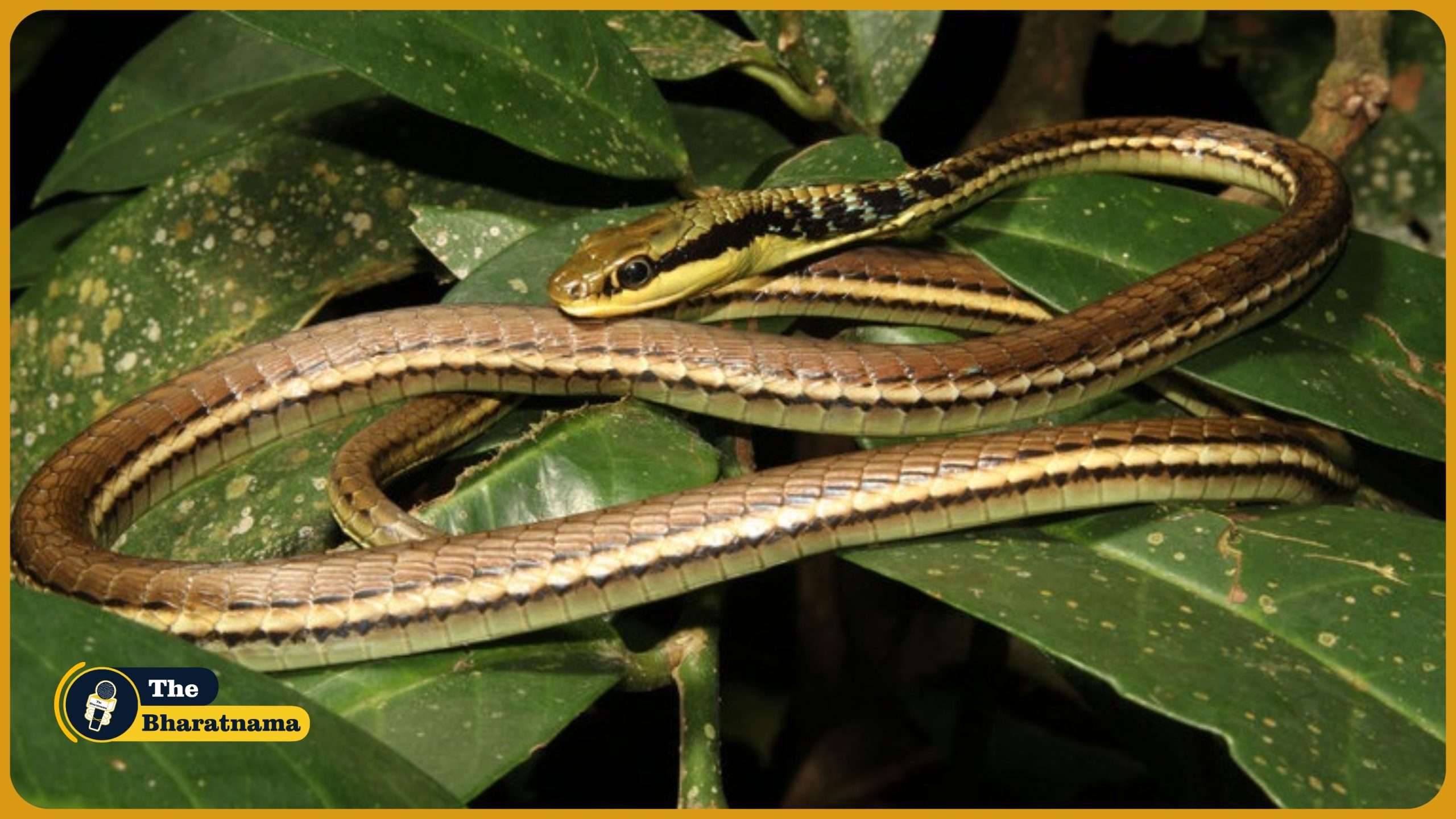 Bronze Back Tree Snake