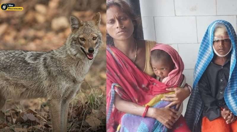 Bihar Muzaffarpur Jackal Attack