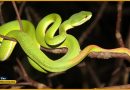 Bamboo Green Pit Viper