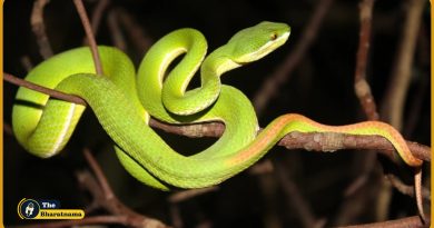 Bamboo Green Pit Viper