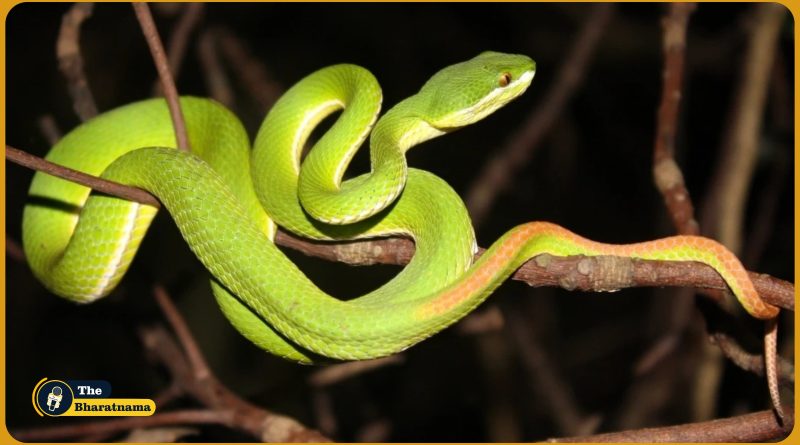 Bamboo Green Pit Viper