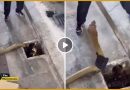 cobra rescue viral video