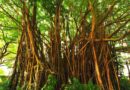 banyan tree miracle