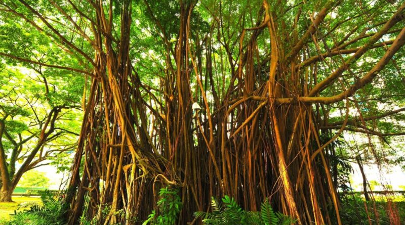 banyan tree miracle